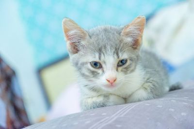 Close-up portrait of a cat