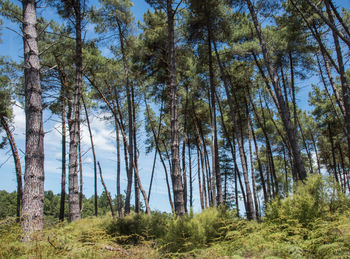 Pine trees in forest against sky