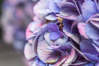 Close-up of fresh purple hydrangea outdoors