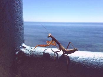 Close-up of insect on sea against sky