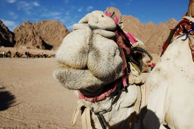 White camel in the desert of egypt