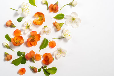 High angle view of orange roses over white background