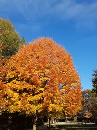 Low angle view of trees against sky