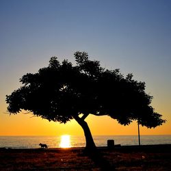 Silhouette tree on beach against clear sky