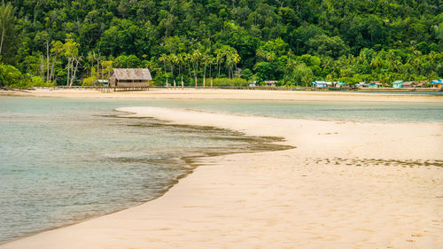 Trees on beach