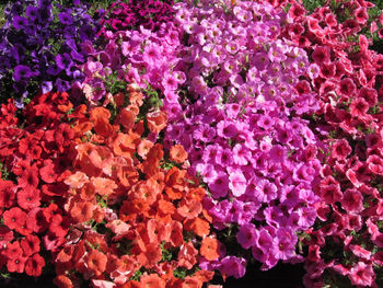 Full frame shot of pink flowers blooming outdoors