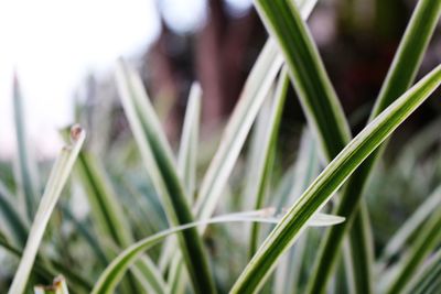 Close-up of fresh green grass