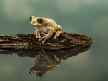 Close-up of frog on rock against water