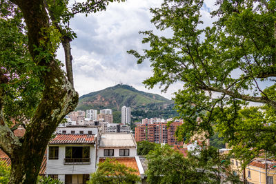 Trees and buildings against sky