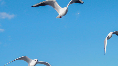 Low angle view of seagull flying