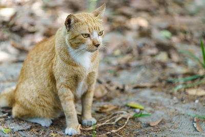 Cat looking away on field