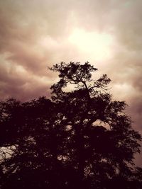 Low angle view of tree against sky