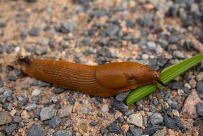 Close-up of brown slug on field