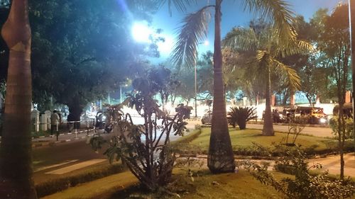 Sun shining through trees