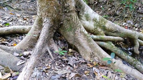 Close-up of tree trunk in forest
