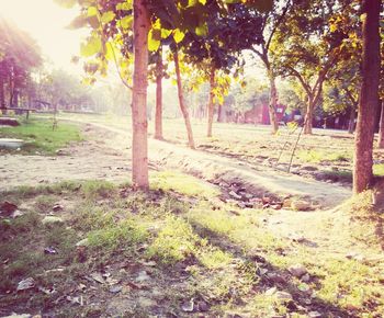 Trees on grassy field