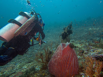 Scuba diving in sea