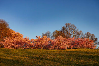 Trees growing on field against sky during autumn