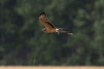 Bird flying over blurred background