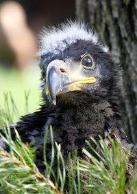 Close-up of a baby eagle