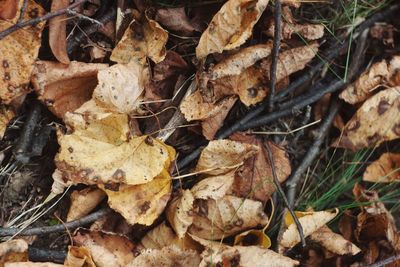 Close-up of dry autumn leaves