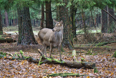 Sheep in a forest