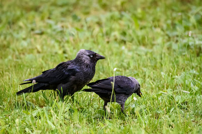Western jackdaw bird. coloeus monedula.