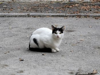 Portrait of cat sitting outdoors