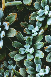 Full frame shot of succulent plant