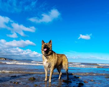 Dog on beach against blue sky