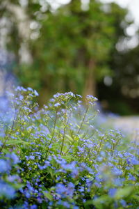 Close-up of purple flowering plant on field