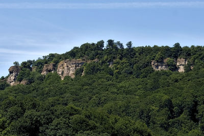 Trees and plants growing on mountain against sky