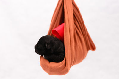 Close-up of black dog against white background