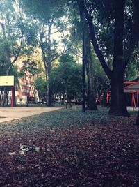 Trees in autumn