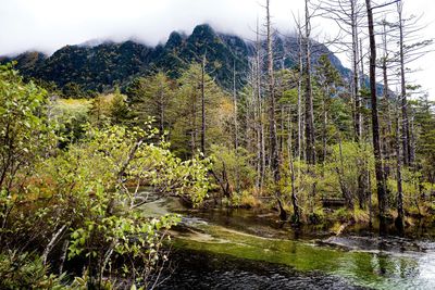 Plants growing by river in forest