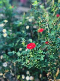 Close-up of red plant against blurred background