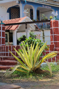 Potted plants in backyard