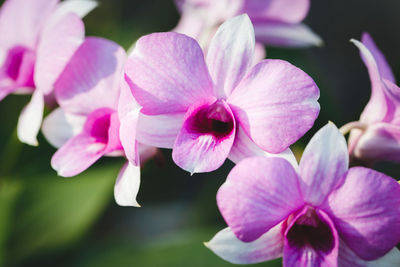 Close-up of pink orchids blooming outdoors