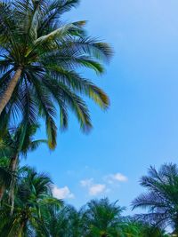 Low angle view of palm trees against blue sky