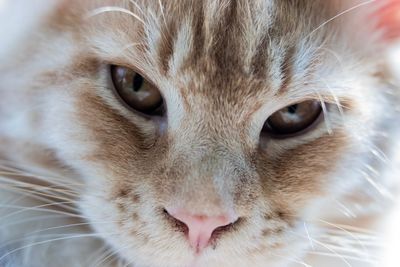 Close-up portrait of cat