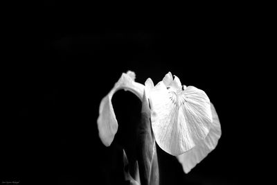 Close-up of white flowering plant against black background