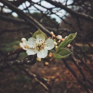 Close-up of cherry blossoms in spring