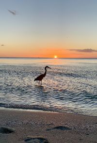 View of seagulls on beach during sunset