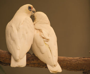 Close-up of parrot perching on branch