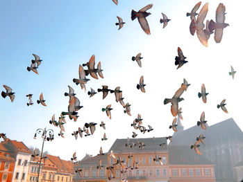 Low angle view of birds flying above a city square 