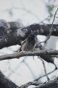 Close-up of bird perching on branch