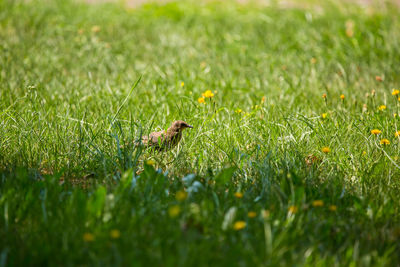 A beautiful, brown common starling female feeding in the grass before migration. 