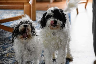 View of dogs on wall