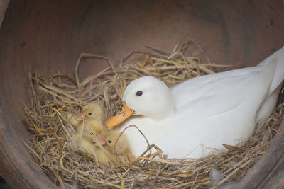 High angle view of birds in nest