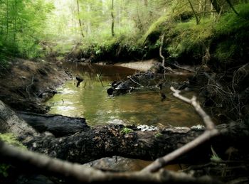 River in forest
